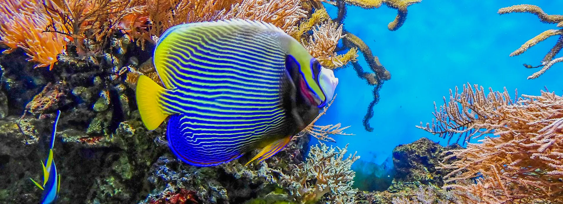 bezoeker oceanopolis a brest